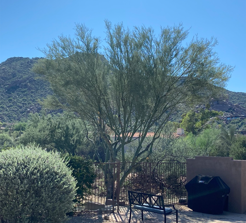 How to Prune a Palo Verde Tree A Comprehensive Guide Happy Tree Guys